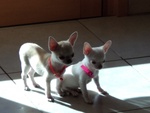 Chihuahua Bellissimi Cuccioli - Foto n. 3