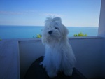 🐶 Maltese maschio di 4 anni e 2 mesi in accoppiamento a Foggia (FG) da privato