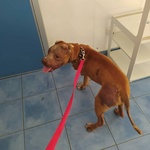 cane pitbull di 7 anni cerca casa