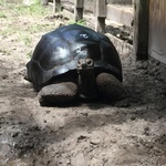 Gruppo Riproduttivo Adulto di Tartarughe di Aldabra. - Foto n. 2