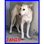 Janis 3anni Bella Timidina - Foto n. 1