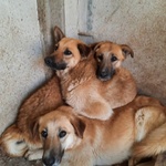 Cagnolina Cerca Casa - Foto n. 2