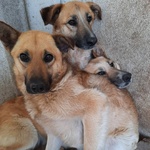 Cagnolina Cerca Casa - Foto n. 3