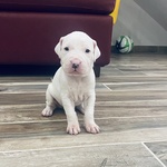 Cuccioli di dogo Argentino