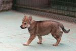 Cuccioli cane lupo Cecoslovacco - Foto n. 3