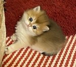 Splendidi Gattini British Longhair Golden - Foto n. 1