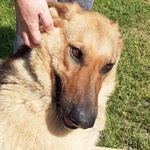 Cagnolona Dolcissima Cerca Casa - Foto n. 2