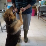 Cagnolona Dolcissima Cerca Casa - Foto n. 1