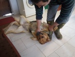 Cagnolona Dolcissima Cerca Casa - Foto n. 6