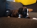 Cuccioli di Boxer - Foto n. 7