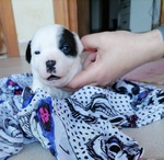 Cuccioli di Staffordshire bull Terrier - Foto n. 2