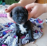 Cuccioli di Staffordshire bull Terrier - Foto n. 3