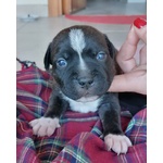 Cuccioli di Staffordshire bull Terrier - Foto n. 5