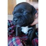 Cuccioli di Staffordshire bull Terrier - Foto n. 6