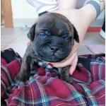 Cuccioli di Staffordshire bull Terrier - Foto n. 7