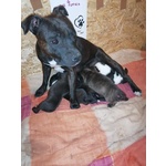 Cuccioli di Staffordshire bull Terrier - Foto n. 1