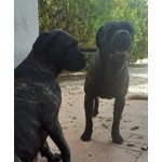 Cuccioli di cane Corso