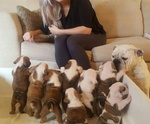 Spettacoli Cuccioli di Bulldog Inglese