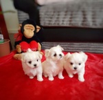 Stupendi Cuccioli di Maltese Toy - Foto n. 2