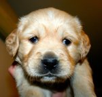 Cuccioli Golden Retriever - Foto n. 4