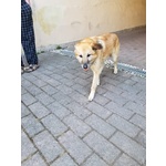 Cane mix Pastore Cerca Stallo/adozione - Foto n. 2