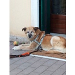 Cane mix Pastore Cerca Stallo/adozione - Foto n. 3