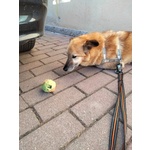 Cane mix Pastore Cerca Stallo/adozione - Foto n. 7