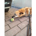 Cane mix Pastore Cerca Stallo/adozione - Foto n. 8