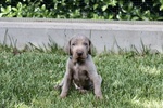 Cuccioli Maschi Weimaraner da Linee Selezionate