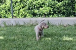 Cuccioli Maschi Weimaraner da Linee Selezionate - Foto n. 3