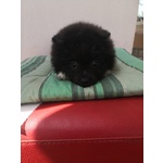 Cucciola nera di Spitz - Foto n. 1