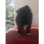 Cucciola nera di Spitz - Foto n. 2