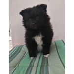 Cucciola nera di Spitz - Foto n. 3