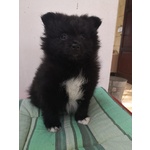Cucciola nera di Spitz - Foto n. 4
