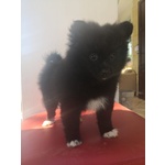 Cucciola nera di Spitz - Foto n. 5