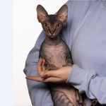 Cuccioli di Sphynx (gatto Nudo) - Foto n. 1