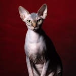 Cuccioli di Sphynx (gatto Nudo) - Foto n. 2