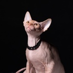 Cuccioli di Sphynx (gatto Nudo) - Foto n. 3