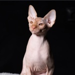 Cuccioli di Sphynx (gatto Nudo) - Foto n. 5