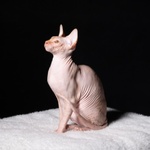 Cuccioli di Sphynx (gatto Nudo) - Foto n. 6