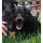 Dobermann Cuccioli