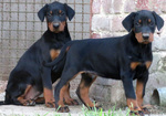 Dobermann Cuccioli - Foto n. 2