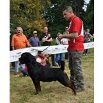 Cuccioli di Rottweiler