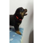 Cuccioli di Rottweiler - Foto n. 2