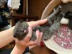 Cuccioli di Scottish Fold