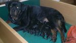 Cuccioli di Rottweiler - Foto n. 3