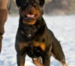 Cuccioli di Rottweiler - Foto n. 4