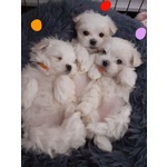Cuccioli di Maltese Toy - Foto n. 1