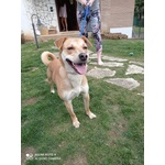 Cagnolina mix Shiba inu in Adozione - Foto n. 2