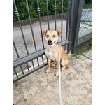 Cagnolina mix Shiba inu in Adozione - Foto n. 1